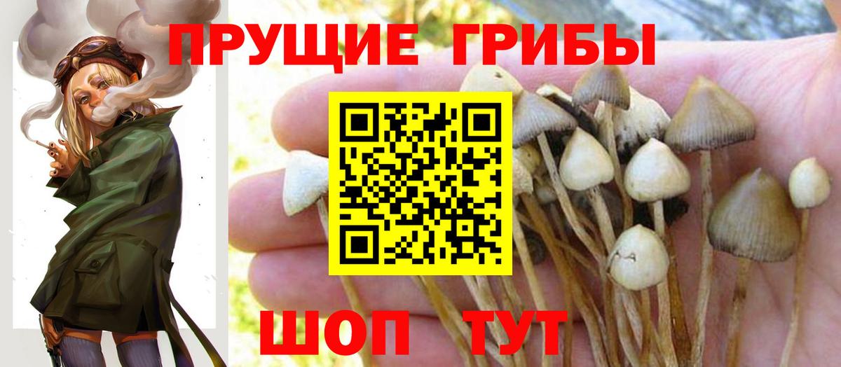 Псилоцибиновые грибы GOLDEN TEACHER  Галлюциногенные грибы Psilocybine cubensis  Вход с VPN  Балашиха 